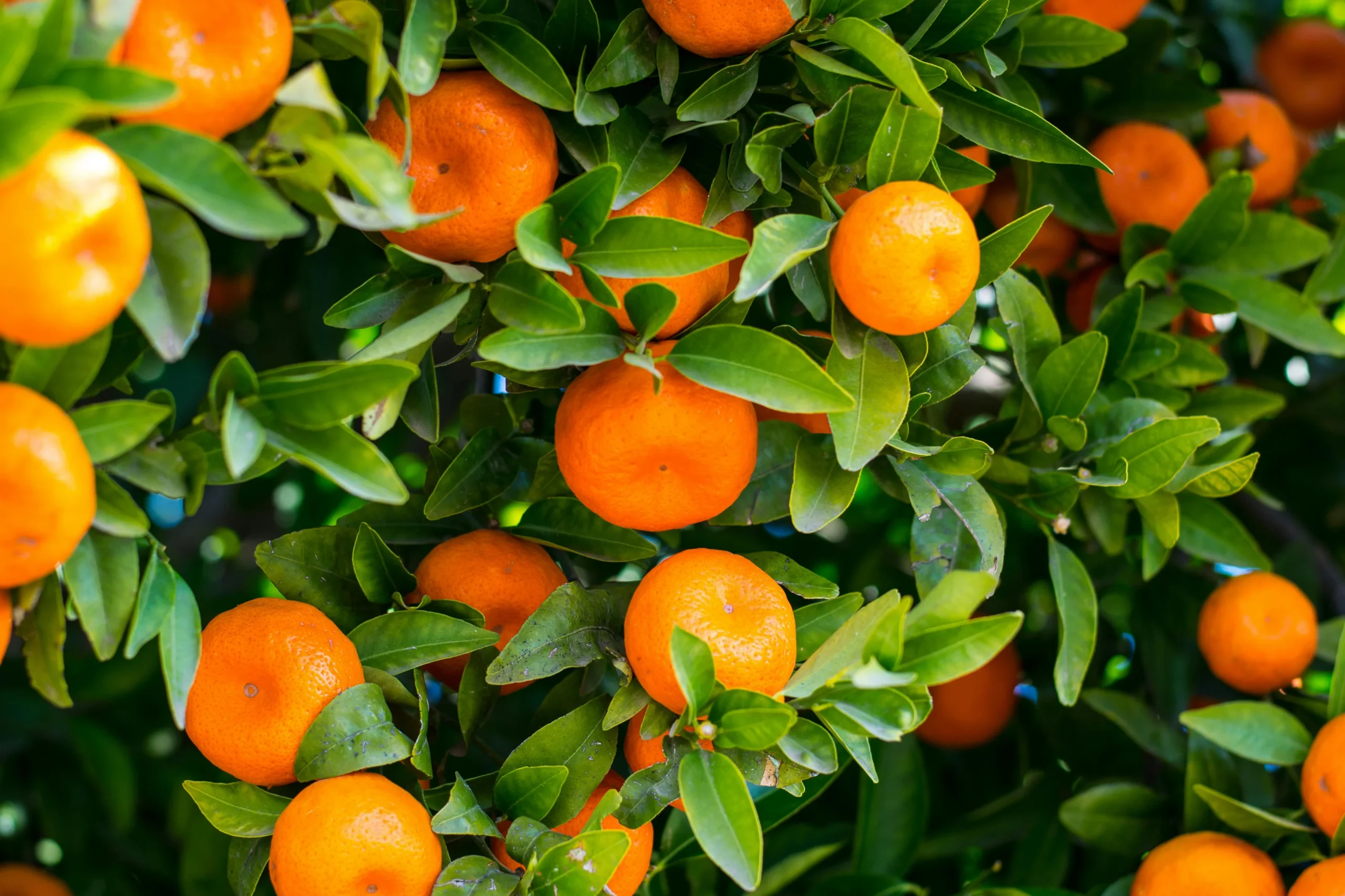 Orange (Kinnow)